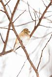 Wild American Goldfinch in Winter Plumage in the Snow