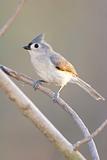 Wild Tufted Titmouse Perched on Branch