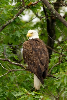 Wild Bald Eagle Perched in Tree