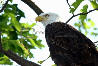 Bald Eagle Closeup in Tree in Northern Wisconsin