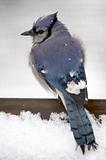 Blue Jay in the Snow (full body shot) - soft focus