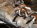 Common Merganser Chicks and Dragonfly