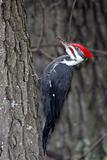 Pileated Woodpecker Clinging to Side of Tree