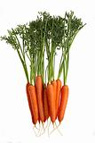 carrots vertical