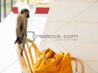 portrait of monkey 