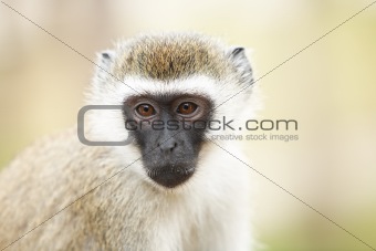 portrait of monkey 