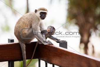 monkeys in Africa
