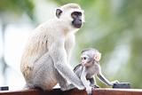 monkeys in Africa