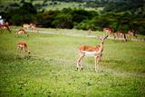 antelope impala