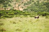 antelope kudu