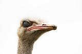 male ostrich