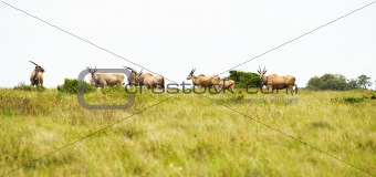 antelope eland