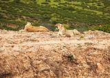 white lions in savanna