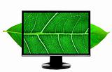 computer monitor with leaf