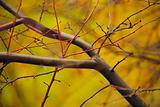 autumn branches