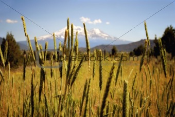 Shasta Grass