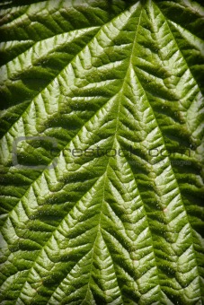 Surface of green leaf - natural background