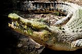 Crocodile mouth