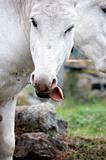 Donkey shows tongue