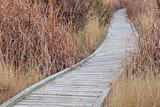 nature trail in wetland