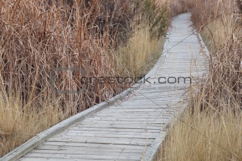 nature trail in wetland