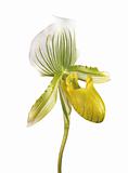 Perfect yellow orchid isolated on white background