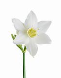 Studio Shot of White and Yellow Color Daffodil Isolated on White