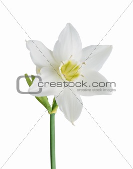 Studio Shot of White and Yellow Color Daffodil Isolated on White