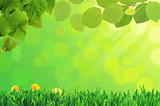 green grass and flower, summer day background