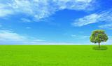 beautiful summer landscape with blue sky, green grass and tree