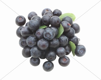 blueberry isolated over a white background