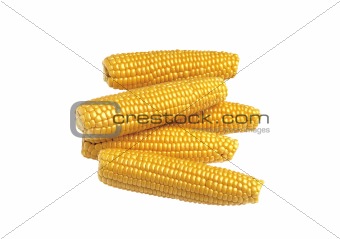 Sweet tasty corn isolated on white background