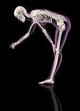 Female skeleton bending over