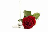 wet red rose near the bottom of a champagne glass