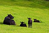 Calfs in the field