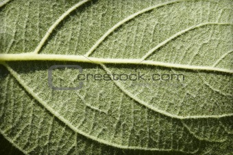 Green leaf plants