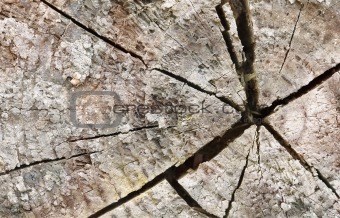 Cracks at end of an old rotten log