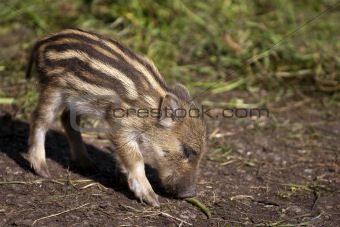 Young wild boars