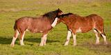 Two Clydesdale Horses Nuzzling