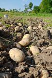 Potatoes harvesting