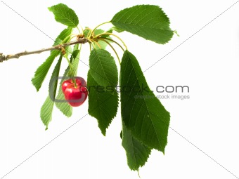 cherry on branch with litho