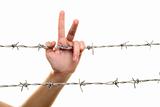 child hand on barbed wire