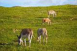 Donkeys feeding on green grass