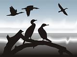Cormorants  on lake shore