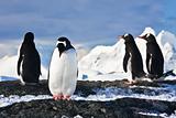 penguins  on a rock in Antarctica
