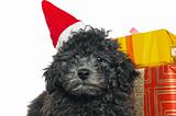 The small puppy of a poodle with New Year's gifts