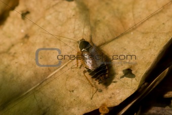 cockroach on the leaf
