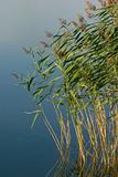 reed in a water
