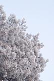 tree with a hoarfrost