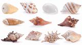 different sea shells(4) 